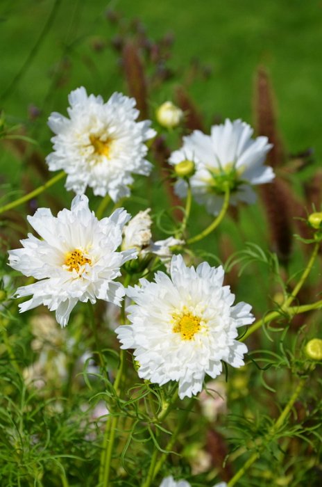 Cosmos bipinnatus 'Snow Puff' (2)